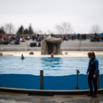 Kolmården fortsätter delfinshower trots kritik